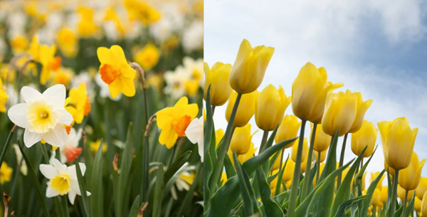 Good Luck Flowers and How to Make the Most of Them-Bulb Flowers