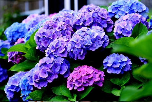 Hydrangeas