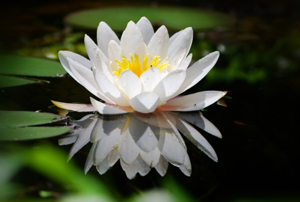 Good Luck Flowers and How to Make the Most of Them-Lotus